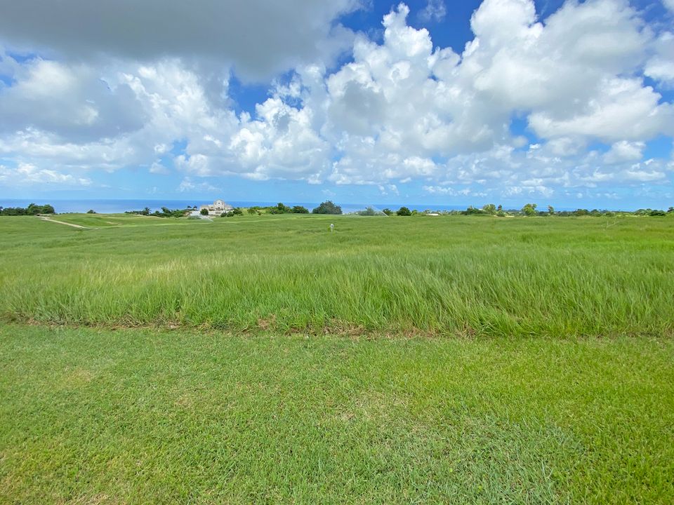 Cabbage Tree Green J-48 Photo