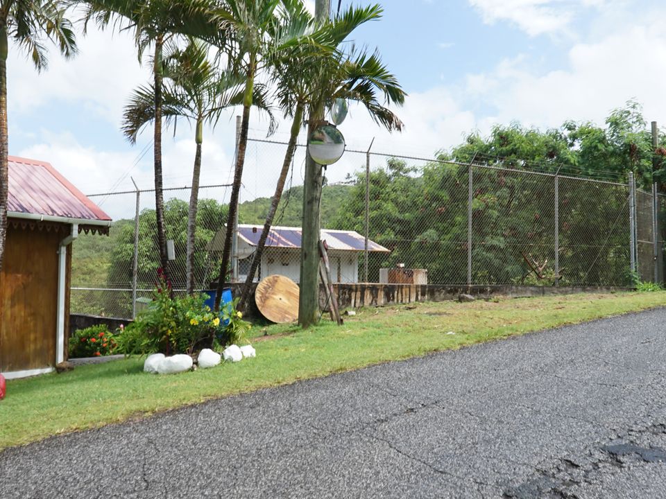 Canaries Lot No.31 Photo